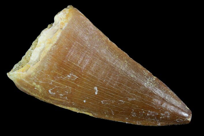 Mosasaur (Prognathodon) Tooth - Morocco #101079